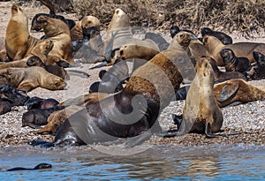 Sea lion colony in patagonia austral marine reserve, argentina