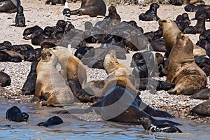 Sea lion colony in patagonia austral marine reserve, argentina