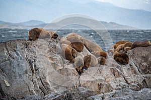 Sea lion colony on the rock in the Beagle Channel, Tierra del Fuego, Southern Argentina