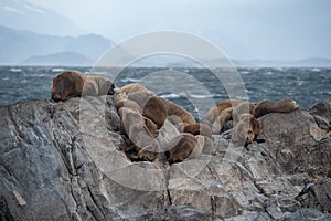 Sea lion colony on the rock in the Beagle Channel, Tierra del Fuego, Southern Argentina