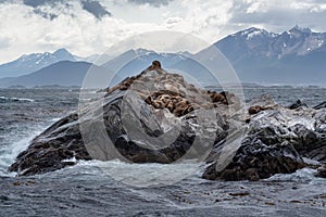 Sea lion colony on the rock in the Beagle Channel, Tierra del Fuego, Southern Argentina