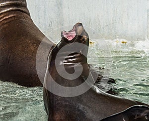 Sea lion crying out loud