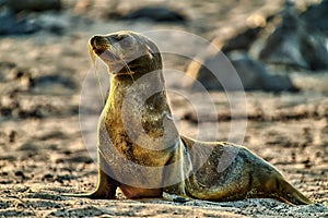 Sea lion cub beach Galapagos Ecuador