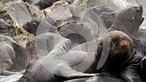 Sea lion cub on stones of rock on coast of Sea of Okhotsk.