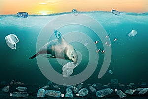 Sea Lion Eating Plastic Bag in Ocean. Environmental Pollution Problem Concept