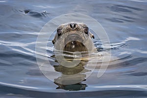 Sea Lion Emerges from Ocean with Water Drops on Whiskers