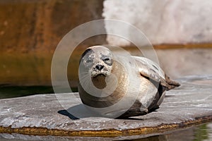 Sea lion enjoying the sun