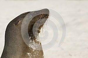 Sea lion enjoying the sun on the beach