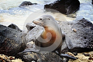 Sea lion enjoying a sunbath