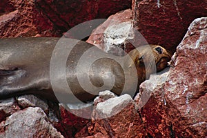 Sea lion face sleeping forward on a rocky cliff in Islas Ballestas Paracas Peru photo