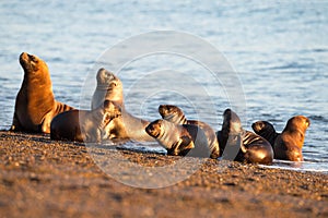 Sea lion family on the beach in Patagonia