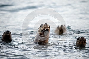 Sea lion family on the beach in Patagonia