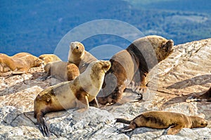 Sea lion family, Beagle Channel, Ushuaia, Argentina