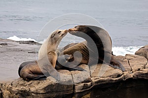 Sea Lion Family sitting on the rocks