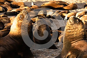 Sea lion family sunbathing on the beach in Argentina, near Comodoro Rivadavia City photo