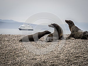 A sea lion family and tourist ship, Fernandina Island, Galapagos, Ecuador