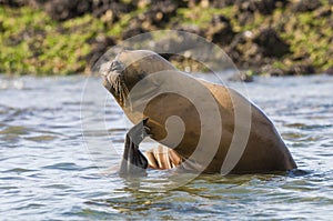 Sea lion female,