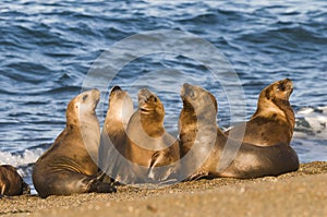 Sea lion female,