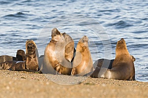 Sea lion female in colony, photo