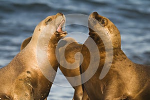 Sea lion female, photo