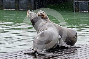 Sea lion fighting on a pontoon at pier 39 in san francisco