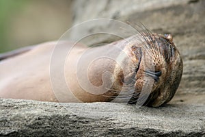 Sea Lion, Galapagos photo