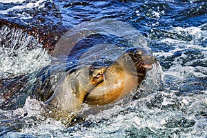 Sea lion Galapagos Ecuador