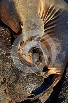 Sea lion Galapagos Ecuador