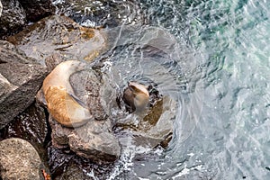 Sea lion, galapagos islands