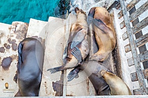 Sea lion, galapagos islands