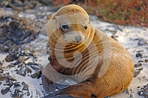 Sea lion, Galapagos Islands, Ecuador