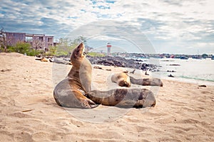 Sea lion, galapagos islands photo