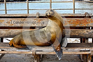 Sea Lion, Galapagos Islands, Ecuador