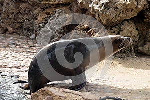 the sea lion is going onto the rocks