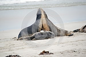 the sea lion are greeting each other on the beach