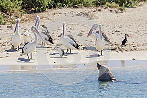 A sea lion and a group of pelicans on the sandy beach of Penguin Island, Rockingham, Western Australia