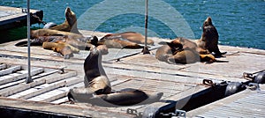 Sea Lion on harbor quay in Southern California USA.