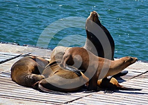 Sea Lion on harbor quay in Southern California USA.