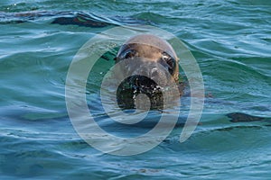 Sea lion head in patagonia austral marine reserve, argentina
