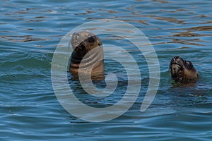 Sea lion head in patagonia austral marine reserve, argentina