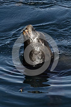 Sea Lion Head Sticking Up Out Of Water Monterey Bay California