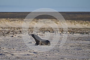 Sea Lion hunting penguins in the Falkland Islands