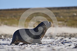 Sea Lion hunting penguins in the Falkland Islands