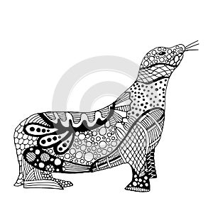 Sea lion illustration