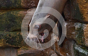 Sea lion image with open mouth
