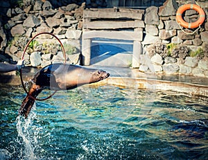 Sea lion jumping