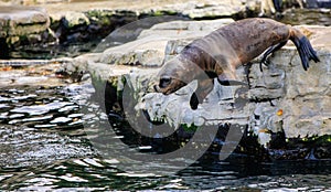 Sea Lion is jumping into the water in a zoo in austria