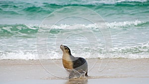Sea lion at kangaroo island Australia