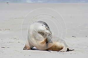 Sea lion, Kangaroo Island, South Australia