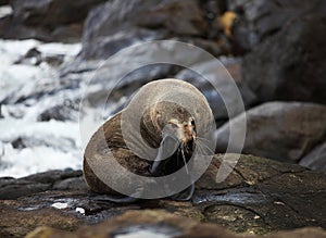 Sea lion at Katiki Point